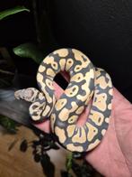 Pastel cryptic dg 66het pied, Dieren en Toebehoren, Reptielen en Amfibieën, Slang, 0 tot 2 jaar