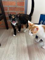 2 cyperse katten gratis ophalen in Dedemsvaart, Dieren en Toebehoren, Katten en Kittens | Raskatten | Korthaar, Kater