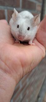 Lieve relaxe man kleurmuis, Mannelijk, Muis, Na 1 juli 2024