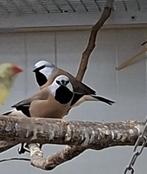 Jonge gordelgrasvinken te koop, Meerdere dieren, Tropenvogel