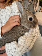 Kleurdwerg tam en lief (laatste uit het nest), Dieren en Toebehoren, Mannelijk, Dwerg