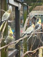 6 valkparkieten, Dieren en Toebehoren, Vogels | Kanaries, Meerdere dieren, Kleurkanarie