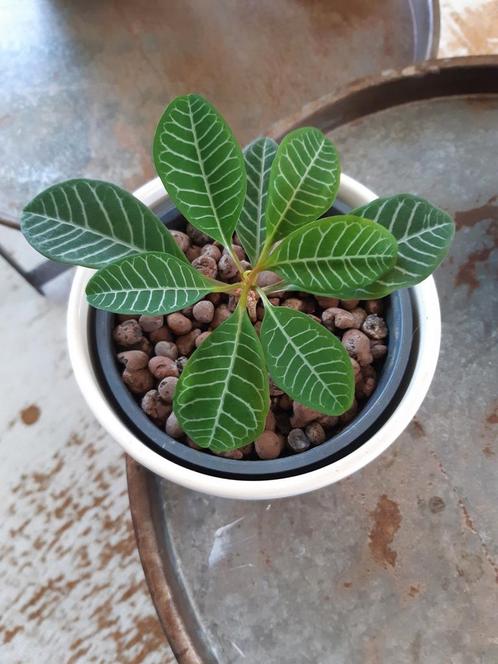 Madagascar Jewel, Euphorbia Leuconeura, Huis en Inrichting, Kamerplanten, Overige soorten, Minder dan 100 cm, Halfschaduw, Ophalen