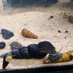 Tylomelania slakken diverse kleuren en afmetingen, Slak of Weekdier