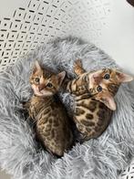 Raszuiver Bengaal kittens  6 weken oud, Dieren en Toebehoren, Katten en Kittens | Raskatten | Korthaar, Meerdere dieren, Ontwormd