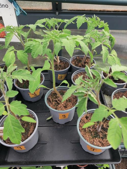 Vleestomaat marmande ( nog 6 stuks te koop ), Tuin en Terras, Planten | Tuinplanten, Eenjarig, Groenteplanten, Volle zon, Zomer