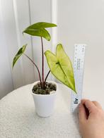 Alocasia zebra black stem aurea variegata (met pot), Huis en Inrichting, Kamerplanten, Ophalen of Verzenden, Halfschaduw, Minder dan 100 cm