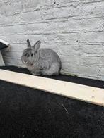 2 lieve konijnen incl 2 hokken en álle benodigdheden, Dieren en Toebehoren, Konijnen, Mannelijk, Klein, 0 tot 2 jaar