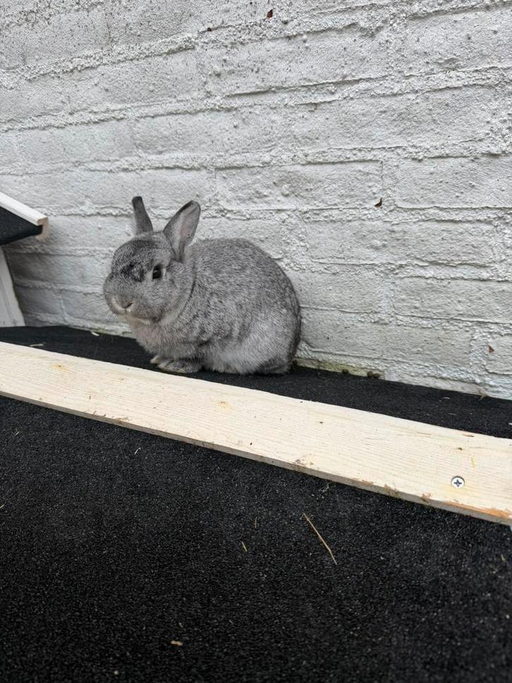2 lieve konijnen incl 2 hokken en álle benodigdheden, Dieren en Toebehoren, Konijnen, Klein, Mannelijk, 0 tot 2 jaar