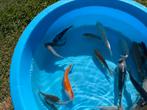 Tosai Mix Japanse Bloedlijnen, Dieren en Toebehoren, Vissen | Vijvervissen, Karper of Koi