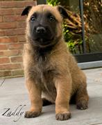 Mechelse herder reu 7 wkn  met stamboom F.C.I, Dieren en Toebehoren, Reu, CDV (hondenziekte), 8 tot 15 weken, Eén hond