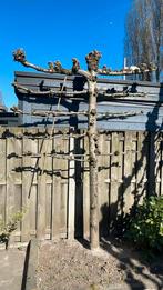 Leilinde te koop, Tuin en Terras, Planten | Bomen, Ophalen of Verzenden, Volle zon, Overige soorten