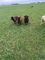 slacht/weidelammeren, Dieren en Toebehoren, Schapen, Geiten en Varkens, Mannelijk, Schaap, 0 tot 2 jaar