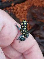 Diverse nakweek gifkikkers, Amfibie, 0 tot 2 jaar