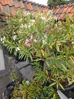 Nerium Oleander in Kuip - Grote Planten, Overige soorten, Volle zon, Vaste plant, Ophalen of Verzenden