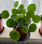 Pannenkoekplant (Pilea Peperomioides) Money plant, Overige soorten, Minder dan 100 cm, Halfschaduw, In pot