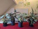 Calathea Compact Star - Prachtige Kamerplant, Overige soorten, In pot, Minder dan 100 cm, Groene kamerplant