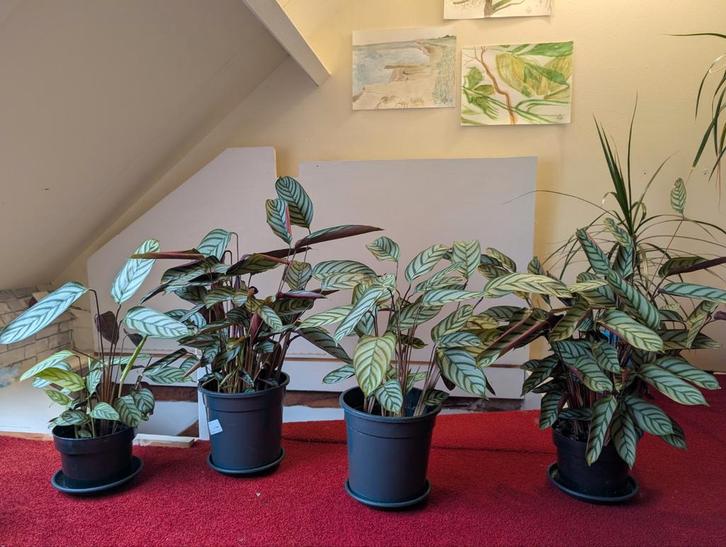Calathea Compact Star - Prachtige Kamerplant, Huis en Inrichting, Kamerplanten, Overige soorten, Minder dan 100 cm, Groene kamerplant