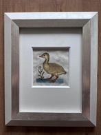 Gravure eend 18e eeuw, Ophalen