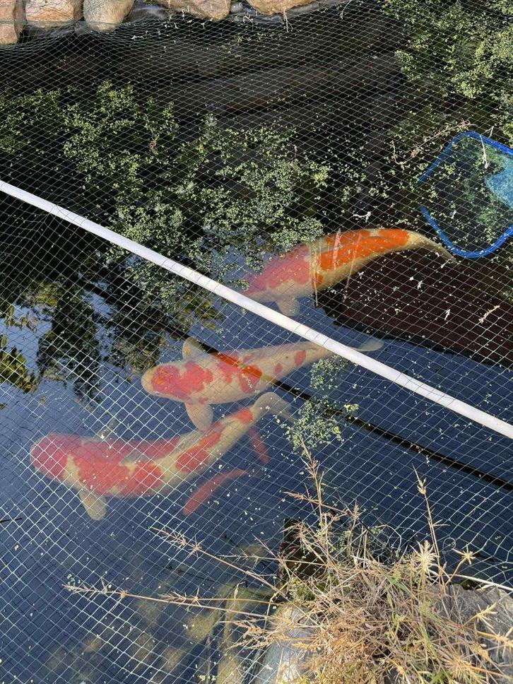 Koi te koop, Dieren en Toebehoren, Vissen | Vijvervissen, Karper of Koi