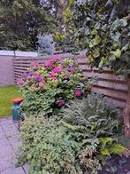 Boerenhortensia, Ophalen, Overige soorten, Halfschaduw