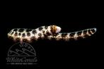Echidna Nebulosa / Ster Murene, Vis, Zoutwatervis