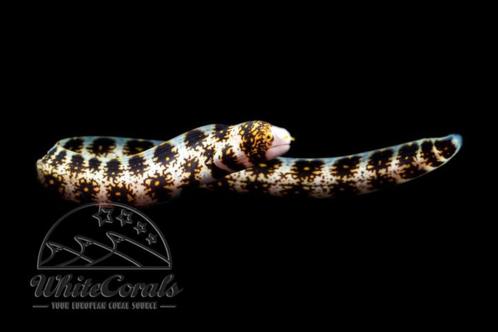 Echidna Nebulosa / Ster Murene, Dieren en Toebehoren, Vissen | Aquariumvissen, Zoutwatervis, Vis
