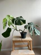 Monstera deliciosa variegata, Ophalen, Overige soorten, Minder dan 100 cm
