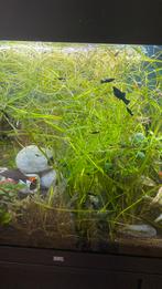 Aquarium waterplant, Vis