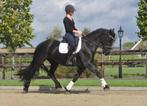3 jarige brave friese merrie, Dieren en Toebehoren, Paarden, Merrie, Zadelmak, 3 tot 6 jaar, 160 tot 165 cm