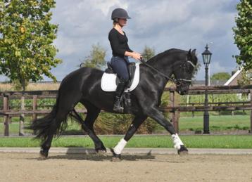 3 jarige brave friese merrie beschikbaar voor biedingen