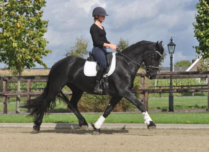 3 jarige brave friese merrie, Dieren en Toebehoren, Paarden, Merrie, Zadelmak, 160 tot 165 cm, 3 tot 6 jaar, Recreatiepaard, Met stamboom