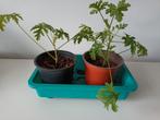 Citroengeranium / pelargonium graveolens, Huis en Inrichting, Kamerplanten, Overige soorten, Minder dan 100 cm, Halfschaduw, Bloeiende kamerplant