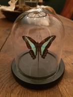 Vlinder stolp. Taxidermie opgezet landelijk rustiek, ., Ophalen of Verzenden, Zo goed als nieuw, .