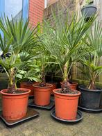 trachycarpus fortunei palm palmboom 100 cm, Halfschaduw, Zomer, Ophalen, Palmboom