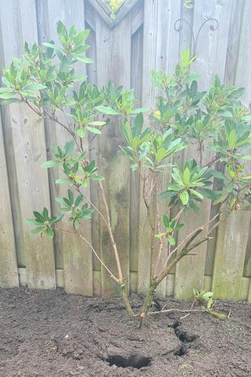 Plant tuin Rododendron Rhododendron tuinplanten struikje beschikbaar voor biedingen
