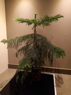 Kamerden, Huis en Inrichting, Kamerplanten, Ophalen, Halfschaduw, Minder dan 100 cm