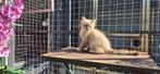 Blue mink tabby mitted Ragdoll katertje te koop, Dieren en Toebehoren, Katten en Kittens | Raskatten | Langhaar, Kater, Gechipt