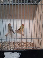 6 binnen ook koppel, Dieren en Toebehoren, Vogels | Overige Vogels, Meerdere dieren