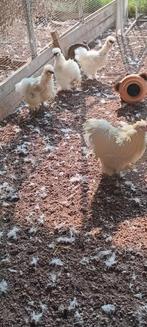 Te koop 3 Zijdehoender Hennen met 1 Haan., Dieren en Toebehoren, Pluimvee, Meerdere dieren, Kip