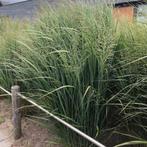 Panicum northwind p9 potten € 2, Ophalen, Zomer, Siergrassen, Volle zon