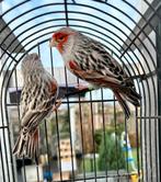Rood agaat mozaïek kanaries koppels, Dieren en Toebehoren, Vogels | Kanaries, Meerdere dieren, Kleurkanarie