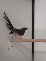 1-1 Shama lijsters, Dieren en Toebehoren, Meerdere dieren, Geringd