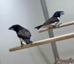Reuze ekstertjes, Meerdere dieren, Tropenvogel