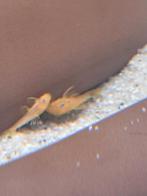 Ancistrus yellow Blue eye longfin dna, Dieren en Toebehoren, Vis