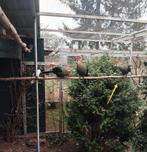 Roodkuiftoerako man 2025, Dieren en Toebehoren, Mannelijk, Tropenvogel, Geringd