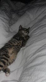 Katten ‘oppas’, Ophalen of Verzenden