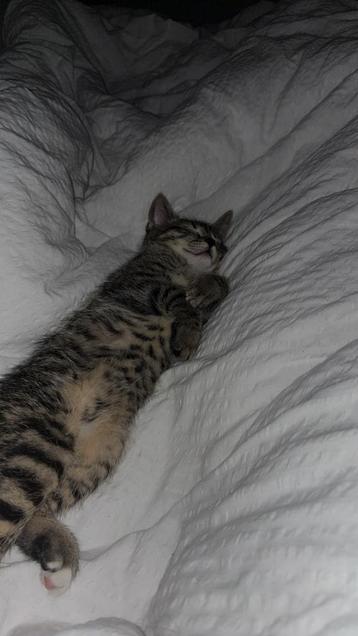 Katten ‘oppas’ beschikbaar voor biedingen