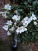 Mooie grote magnolia kunst plant, Ophalen of Verzenden, Zo goed als nieuw