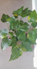 Alocasia cucullata variegata knollen, Ophalen, Overige soorten, Minder dan 100 cm